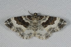 Epirrhoe rivata