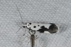 Ethmia quadrillella