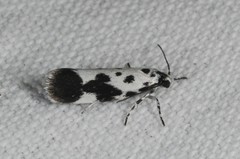 Ethmia quadrillella