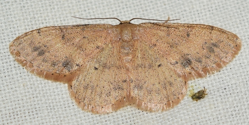 Brachyglossina