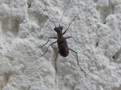 Pentacomia