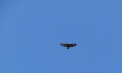 Buteo buteo