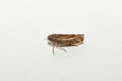 Allygidius commutatus