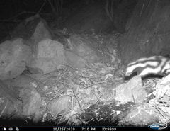 Spilogale angustifrons