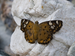 Coladenia indrani