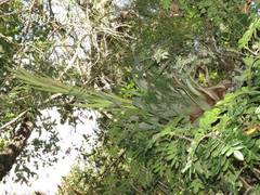 Tillandsia suesilliae