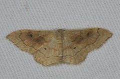 Idaea rubraria