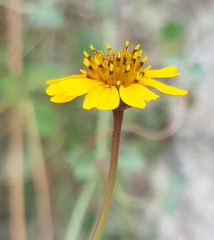 Chrysanthellum pilzii