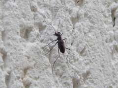 Pentacomia