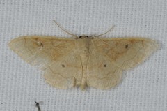 Idaea rubraria