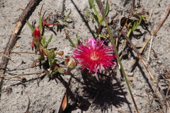 Lampranthus tenuifolius