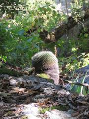 Mammillaria orcuttii