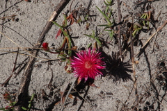 Lampranthus tenuifolius