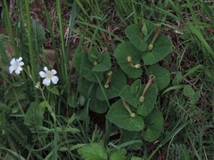 Aristolochia lutea