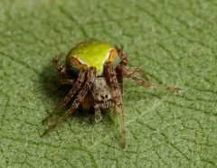 Araneus detrimentosus