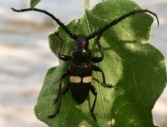 Lissonotus flavocinctus