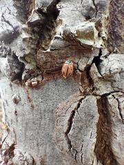 Mulsantina mexicana