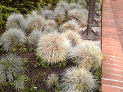 Festuca glauca