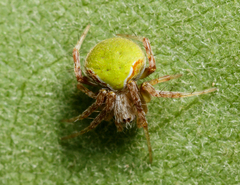 Araneus detrimentosus