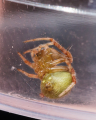 Araneus detrimentosus