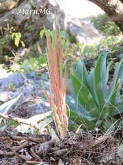 Tillandsia suesilliae
