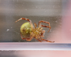 Araneus detrimentosus