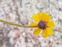Chrysanthellum pilzii