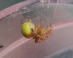 Araneus detrimentosus