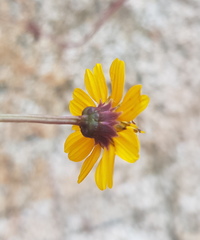 Chrysanthellum pilzii