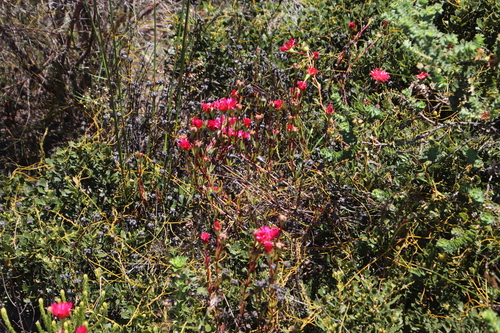 Image of Lampranthus tenuifolius by (c) Tony Rebelo, some rights reserved (CC BY-SA)