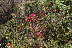Lampranthus tenuifolius