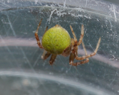 Araneus detrimentosus