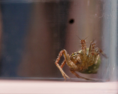 Araneus detrimentosus