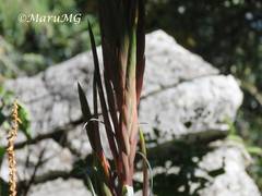 Tillandsia suesilliae