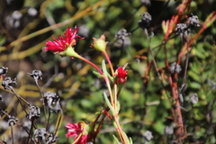 Lampranthus tenuifolius