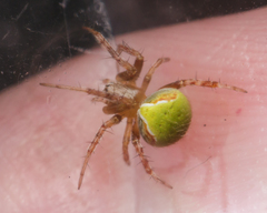 Araneus detrimentosus