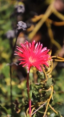 Lampranthus tenuifolius