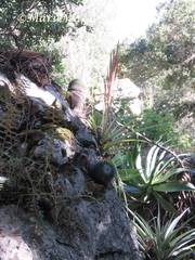 Tillandsia suesilliae