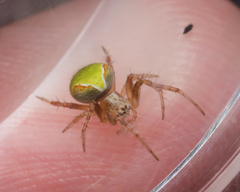 Araneus detrimentosus