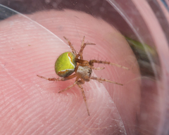 Araneus detrimentosus
