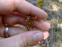 Crocanthemum canadense
