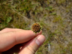 Helianthus occidentalis