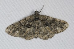 Peribatodes ilicaria