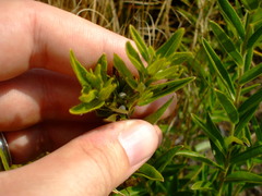 Lithospermum caroliniense