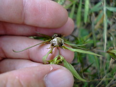 Melampyrum lineare