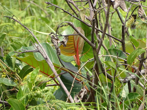 Image of Ficus trichopoda by (c) Shaun Swanepoel, some rights reserved (CC BY)