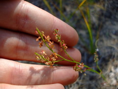 Polygonella articulata