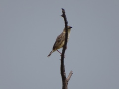 Cisticola natalensis