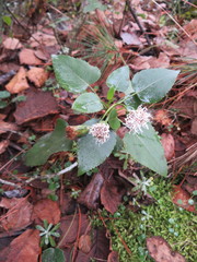 Ageratina vernicosa