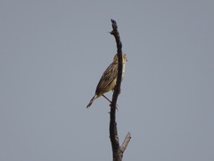 Cisticola natalensis